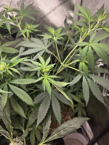 Indoor — flower, day 59