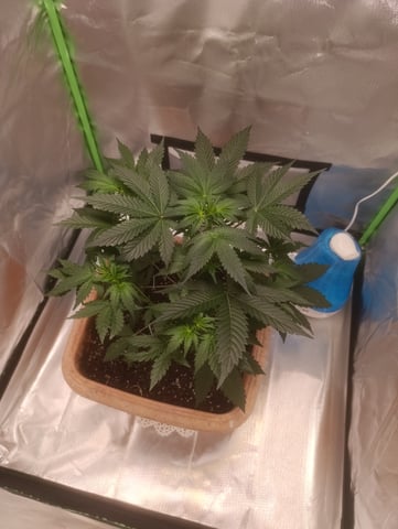 Purple Amnesia Autoflower — vegetative, day 32