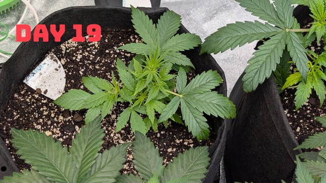 Strawberry Cheesecake Seedsman Seeds Autoflowers x2 — seedling_rooting, day 22