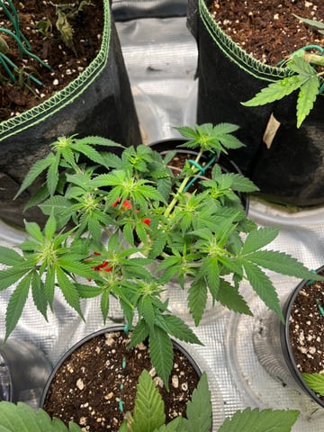 32oz Container Grow — auto, day 13