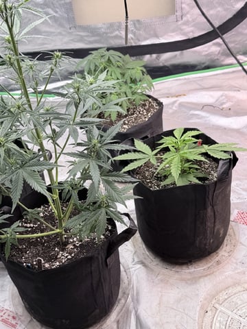 4’x8’ Grow1 — vegetative, day 47