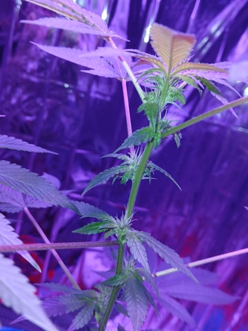 triangle kush  — flower, day 63