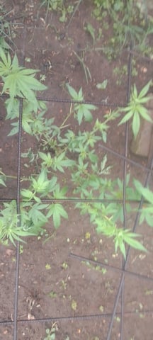 Sour diesel OG — vegetative, day 142