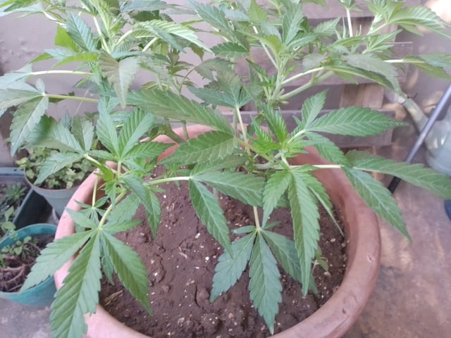 My 1st grow 2 big pots 9 small containers — vegetative, day 52