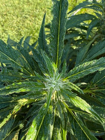 My First Grow — none, day 2