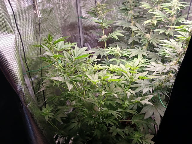 Gorilla Sherbert Feminized From Blimburn Seeds  — flower, day 66