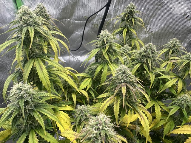 Pine (Auto) 2025 - 0 — flower, day 72