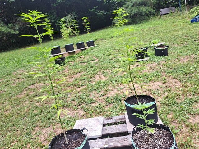 Bucket List Grow #2 — flower, day 59