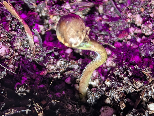 Auto Night Queen  — seedling_rooting, day 2