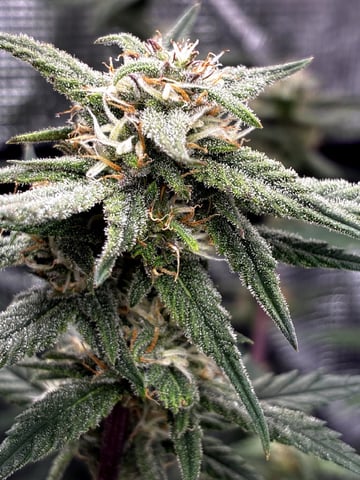 Blueberry critical kush x purple peyote wifi  and one L.a kush cake . — flower, day 60