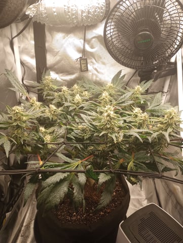 Wizard Punch first grow  — flower, day 90