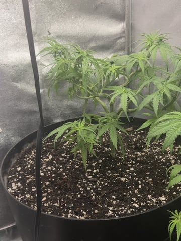 first grow second plant  — flower, day 47