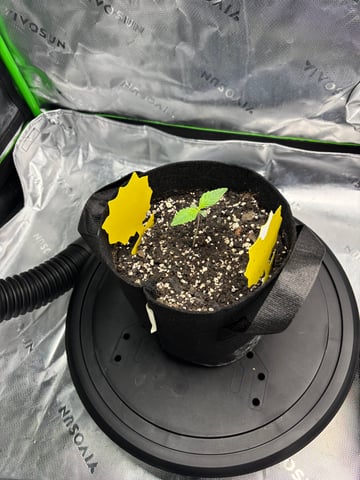 Fall 2025 Grow — seedling_rooting, day 10