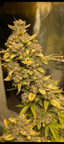 1st grow continued  — flower, day 22