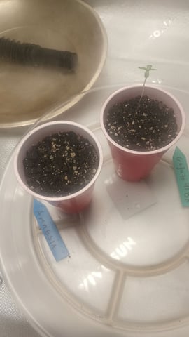 Gelato & Amnesia  — seedling_rooting, day 4