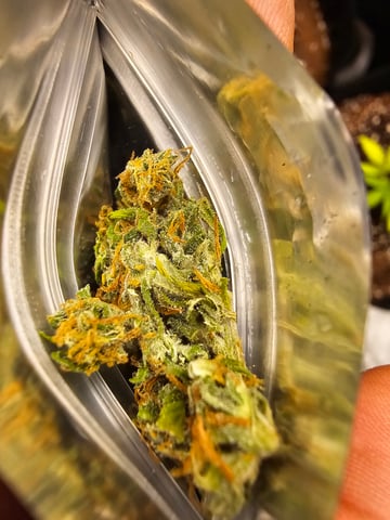 bubblegum  — harvest, day 36