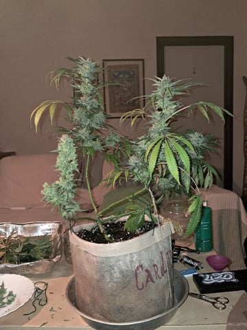 CARLO MARTELLO — harvest, day 88