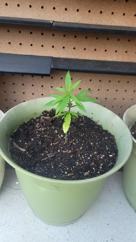 Poison Rainbows — seedling_rooting, day 43