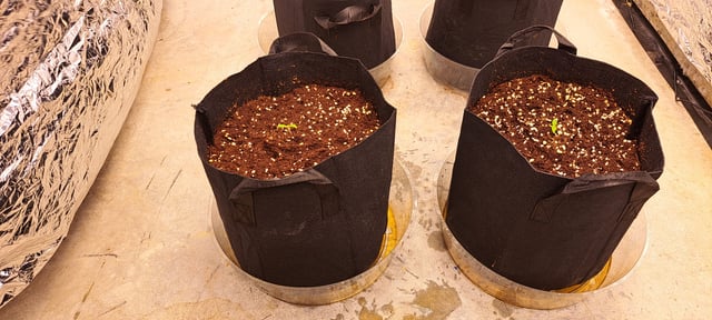 Second Grow  — vegetative, day 16