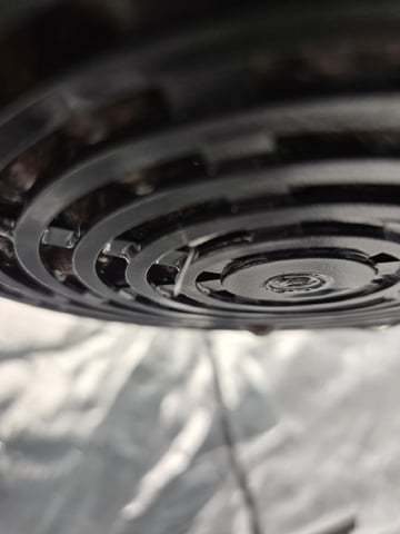 STELLA — seedling_rooting, day 31