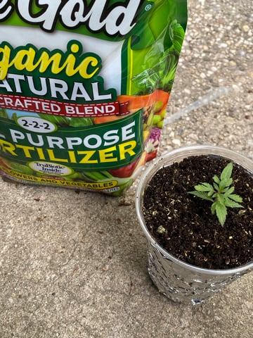 My First Grow — vegetative, day 32