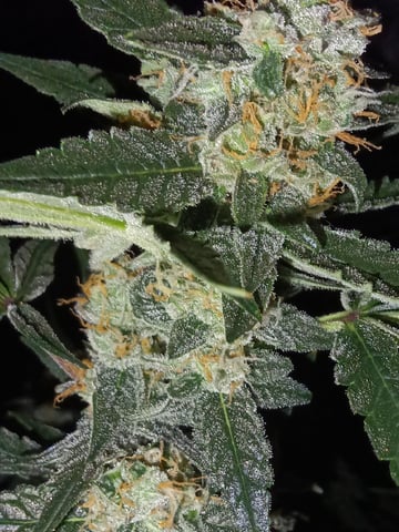 hydroponic  — flower, day 80