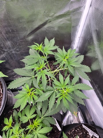 Auto RuntzxWreck — vegetative, day 5