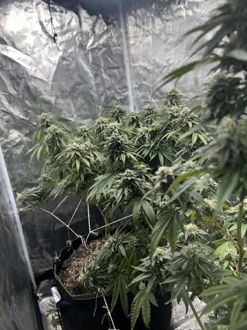 New LADIEZZ — flower, day 115