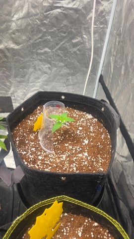 Grow #2 Thank You to All that helped guide me, offered advice, gave insight, or complimented progress. Now to apply some of what I learned the first go-round.  — vegetative, day 13