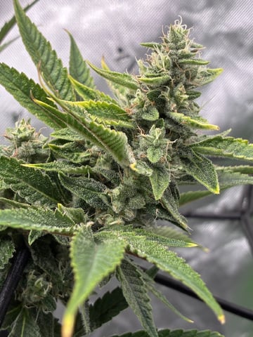 Comet Candy (Auto) 2026- 02 — flower, day 71