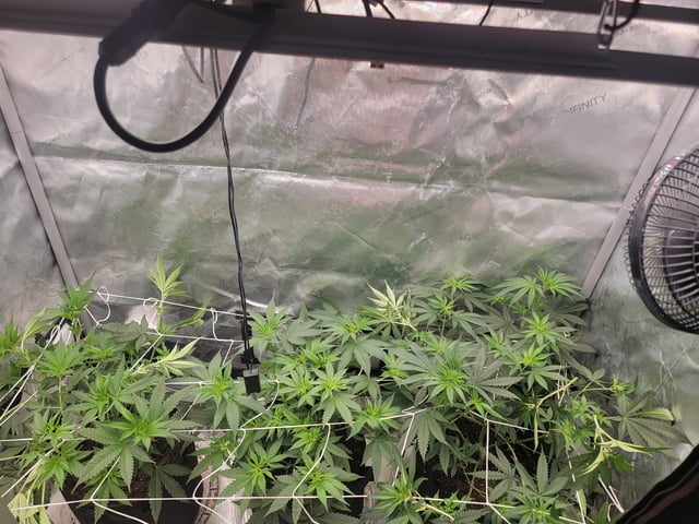 my first grow — flower, day 47