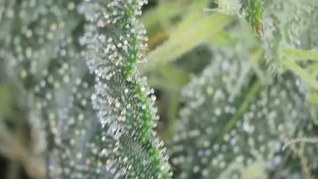 Ace Killer OG — flower, day 86