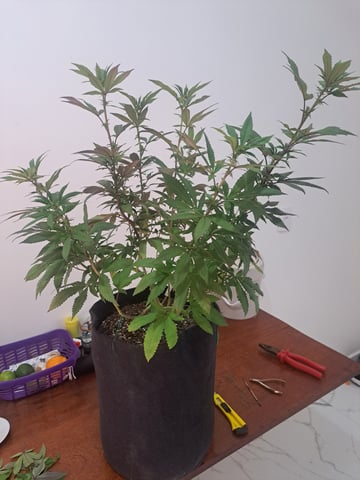 Yeti's Perpetual — none, day 136