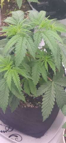 Tester Strain #1  — vegetative, day 27