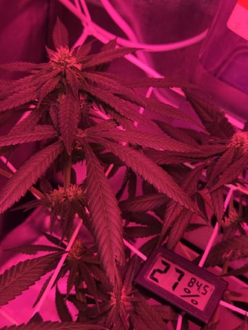 first grow second plant 