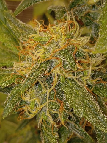   and one L.a kush cake . — flower, day 133