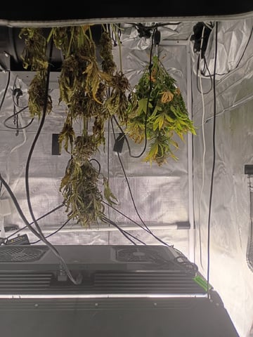 FastBuds-Auto Mix Pack-Quad Mystery — flower, day 63