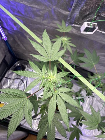I Dont Know What Kind It Is Lol