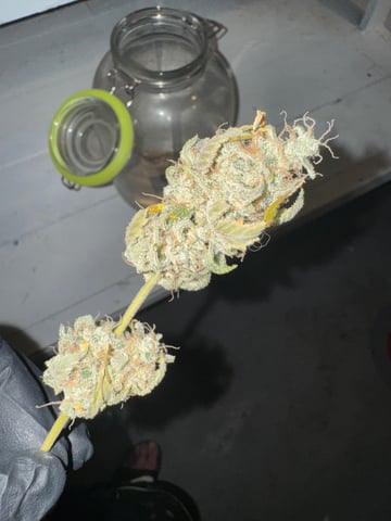 white runtz auto flower — done, day 93