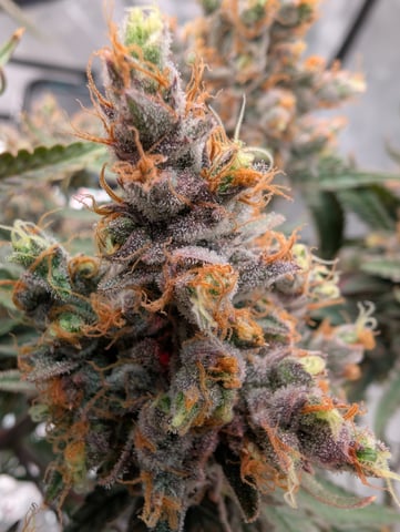 Black African Magic — flower, day 131