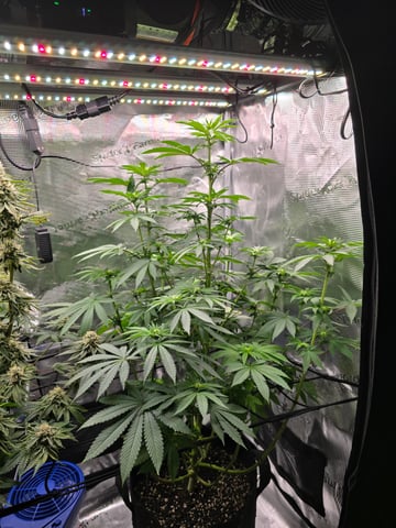 Northern lights #10 2nd plant (Selkies) — flower, day 55