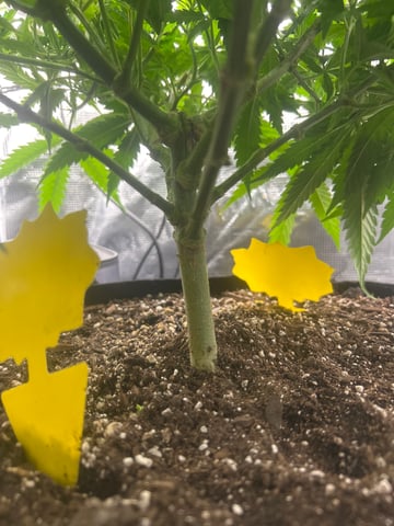 2nd Run — vegetative, day 69