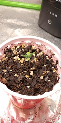 All Aboard!!! — seedling_rooting, day 7