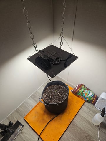 Gorilla Z auto — seedling_rooting, day 14