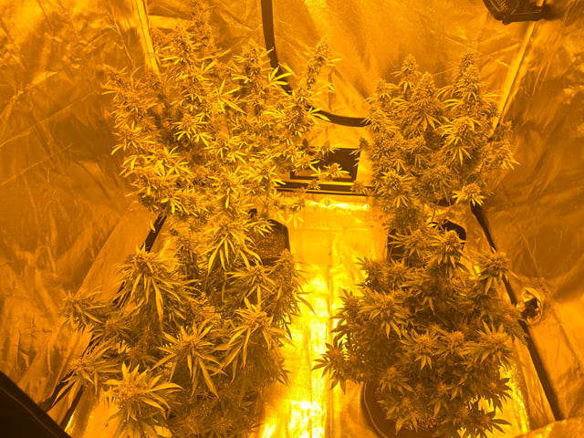 2nd Autoflower Indoor Grow — flower, day 105