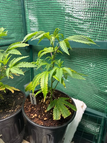 first indoor — vegetative, day 36