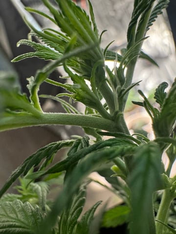 First Grow — flower, day 22