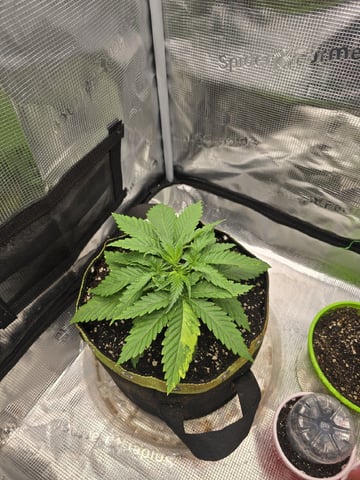 mc nuggets r1 — vegetative, day 17