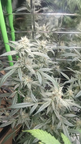 Gelato & Amnesia  — flower, day 63