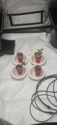 Lime Rian. — seedling_rooting, day 12